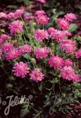 Scabiosa columbaria f. nana 'Pincushion Pink'